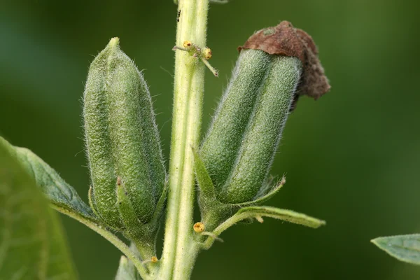 Sesame capsule — Stock Photo, Image