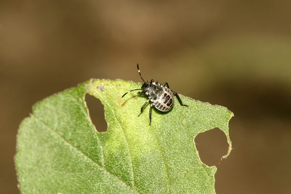 Stinkbug — стоковое фото