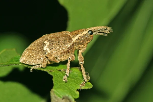 Rüsselkäfer — Stockfoto