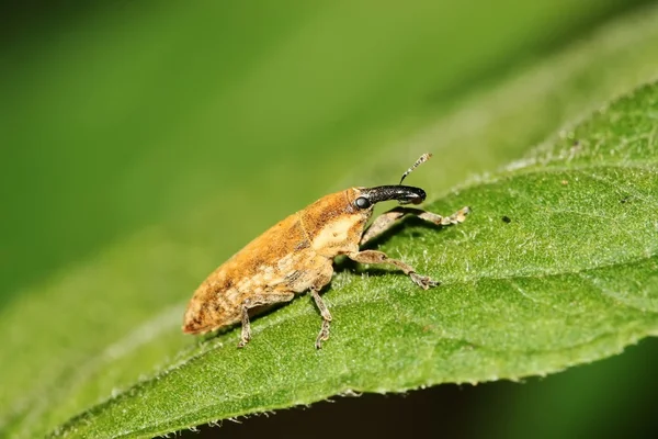 O Weevil — Fotografia de Stock