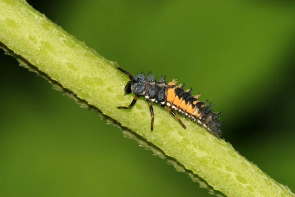 Larve di coccinella — Foto Stock