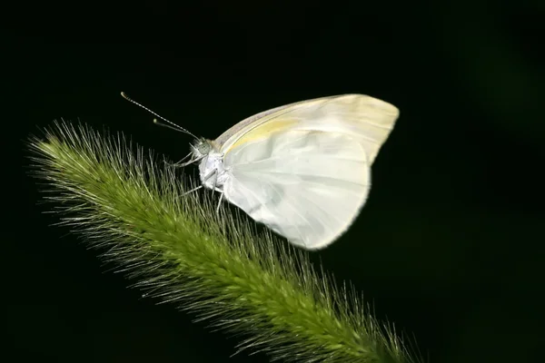 White crataegi — Stock Photo, Image