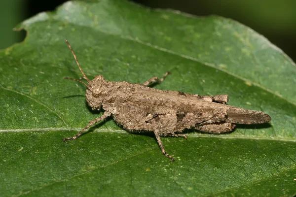 Locust — Stock Photo, Image