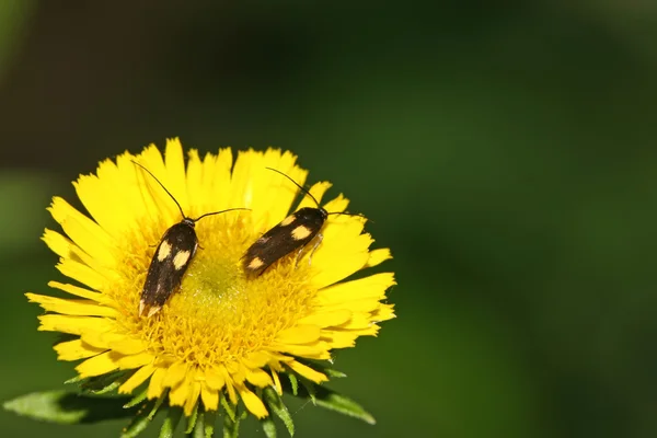 Güveler — Stok fotoğraf