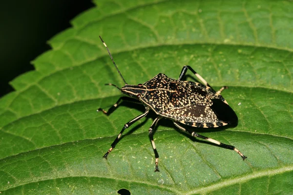 Stinkbug — Stock fotografie