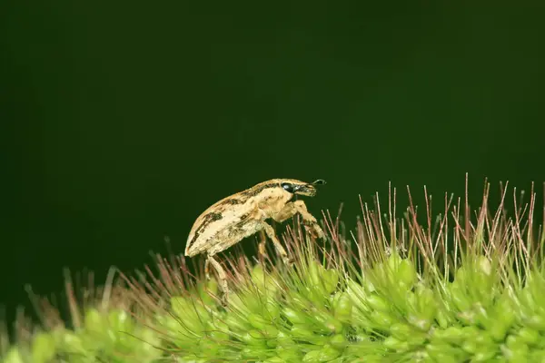Böceği — Stok fotoğraf