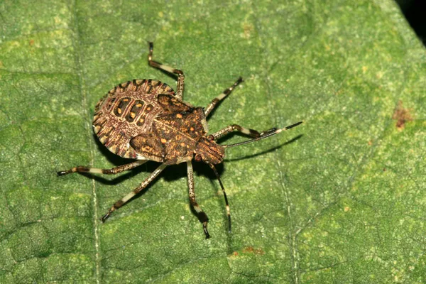 Stinkbug — Stockfoto