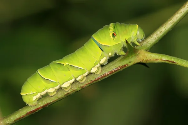 Insekten — Stockfoto