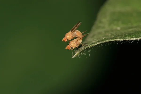 Insects — Stock Photo, Image