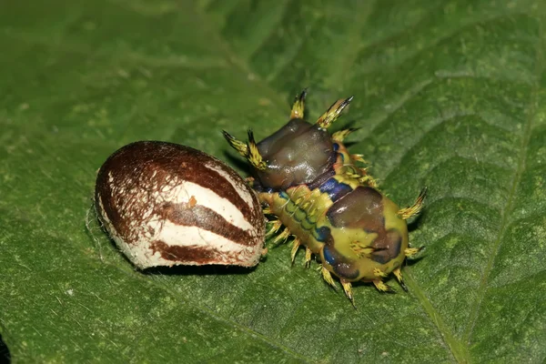 Insekten — Stockfoto