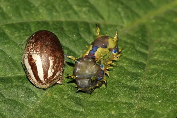 Insekten — Stockfoto