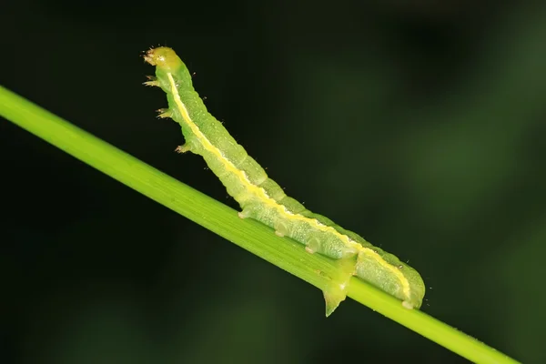 Insekten — Stockfoto