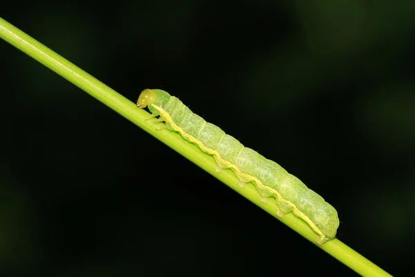 Insekten — Stockfoto