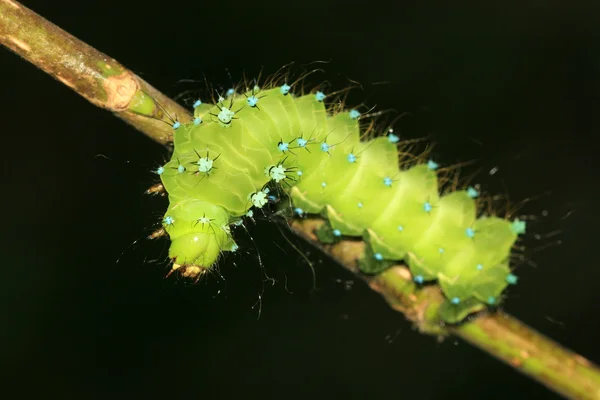 Личинки зелёных насекомых — стоковое фото