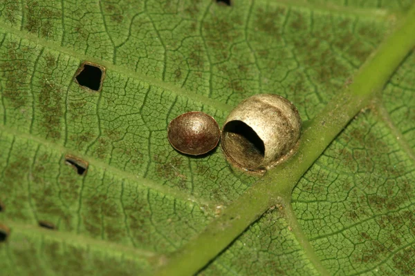 蜘蛛蛋壳 — 图库照片