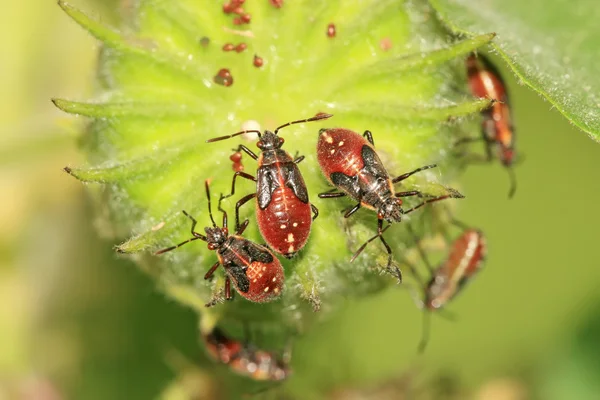 Stinkbug — Stock fotografie