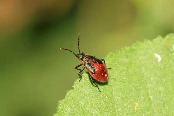 Cimice puzzolente — Foto Stock