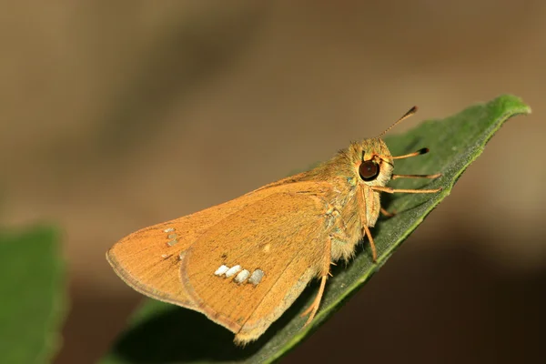 Borboleta — Fotografia de Stock