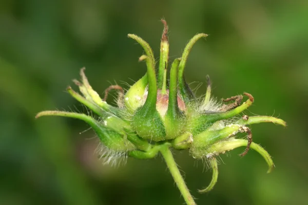 Frukt — Stockfoto