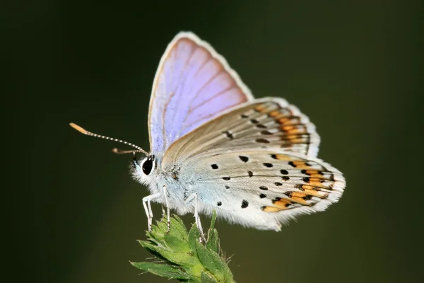 Schmetterling — Stockfoto