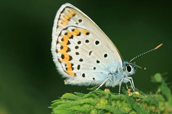 Schmetterling — Stockfoto