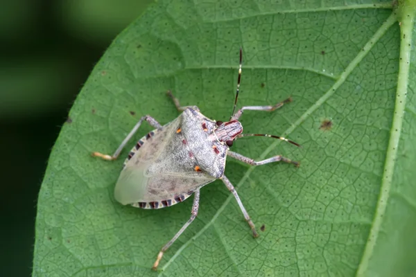 Stinkbug — Stockfoto