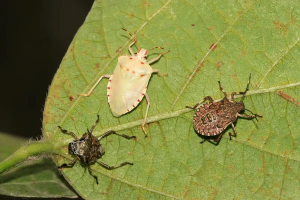 Stinkbug — стокове фото