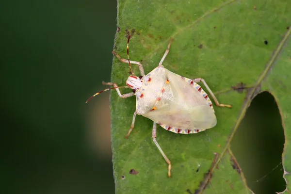 Cimice puzzolente — Foto Stock