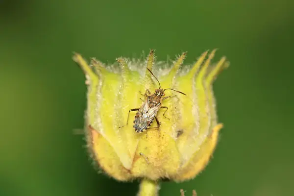 Stinkbug — Stockfoto