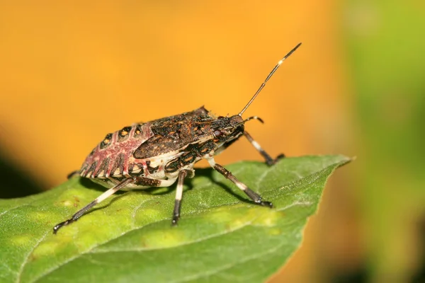 Stinkbug — стоковое фото