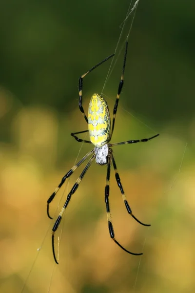 Spinne — Stockfoto