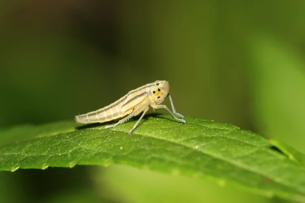 Leafhopper — Stock fotografie