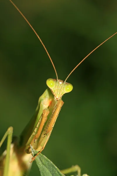 Gottesanbeterin — Stockfoto