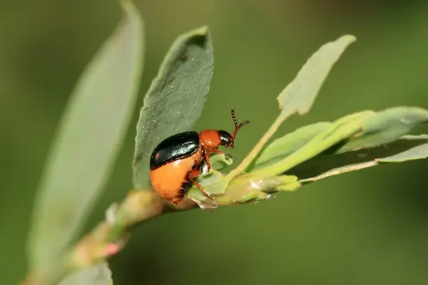 Bladhaantjes — Stockfoto