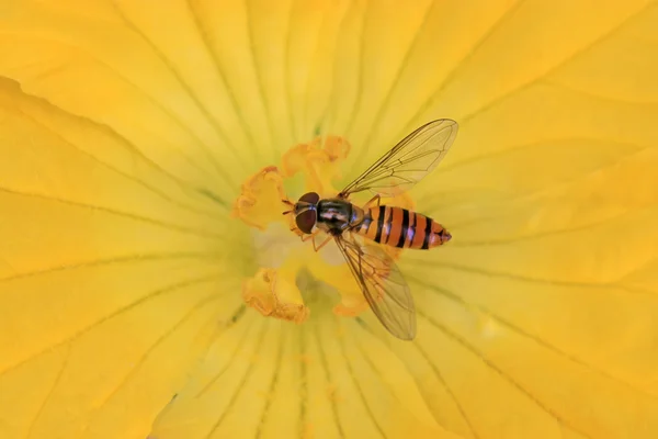 Syrphidae — Foto Stock