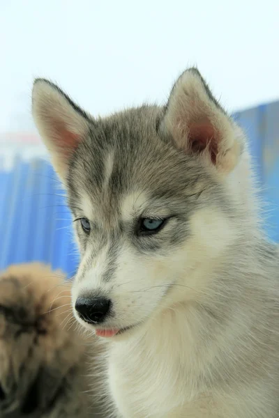 Pet dog — Stock Photo, Image