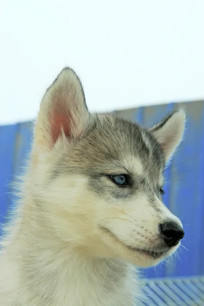 Cão de estimação — Fotografia de Stock