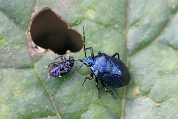 Stinkbug — Stock fotografie