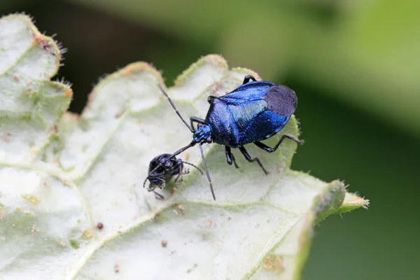 Cimice puzzolente — Foto Stock