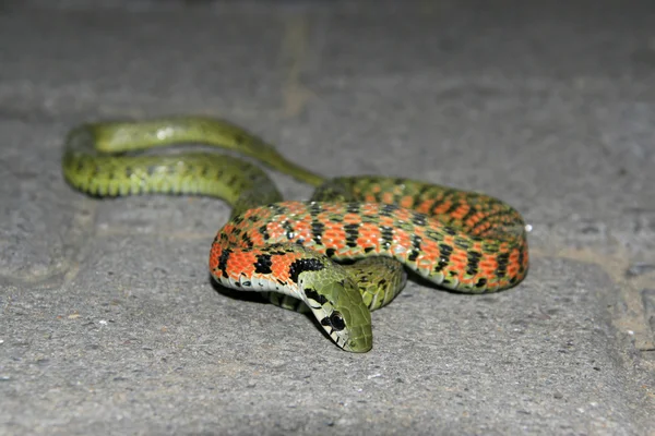 Serpiente — Foto de Stock