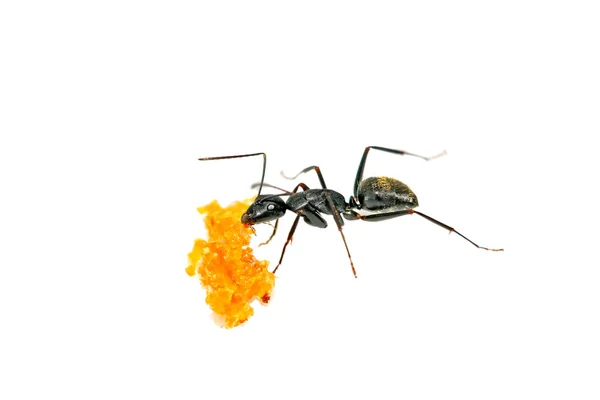 Closeup of ants — Stock Photo, Image