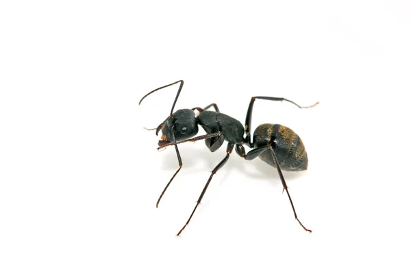 Closeup mravenců — Stock fotografie
