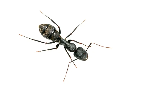 Closeup of ants — Stock Photo, Image