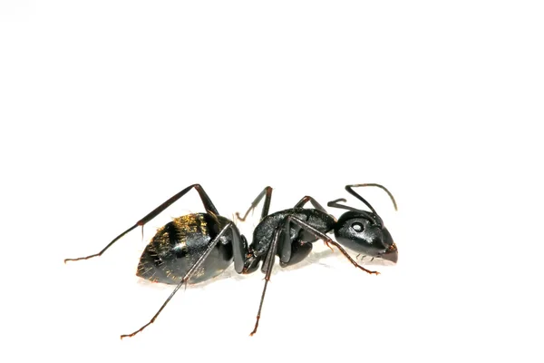 蚂蚁的特写 — 图库照片