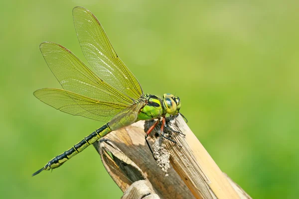 Dragonfly — Stock Photo, Image