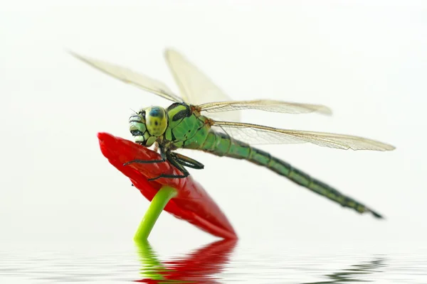 蜻蜓 — 图库照片