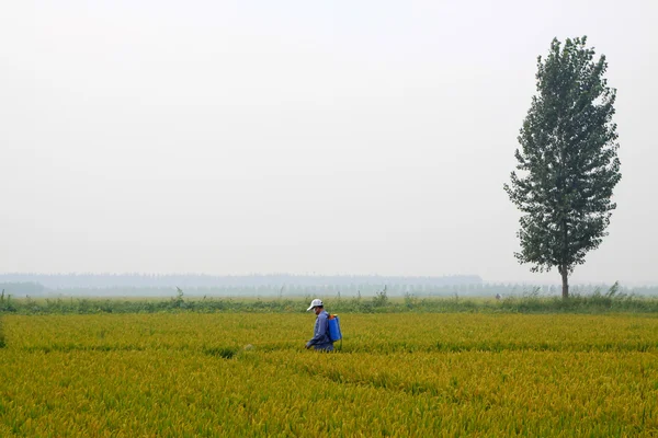 Ψεκασμού φυτοφαρμάκων αγρότες στο cropland το ρύζι — Φωτογραφία Αρχείου