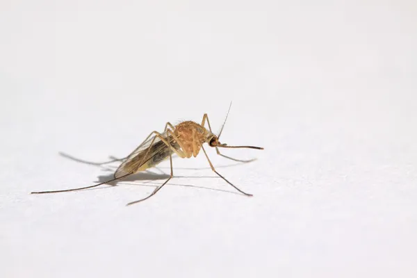 Mosquitos —  Fotos de Stock