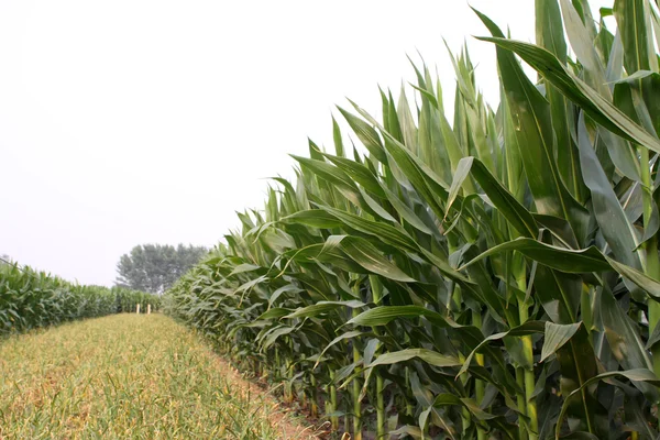 Corn bladeren — Stockfoto