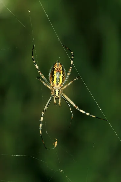 Spinne — Stockfoto